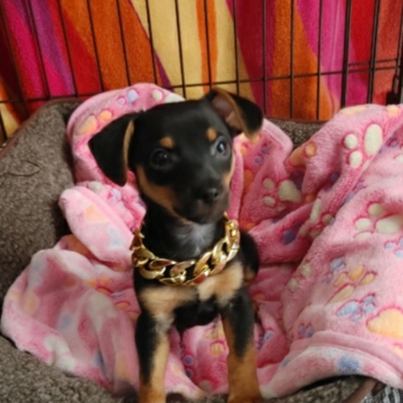 🎉HP🎉Y2K Hip hop Fashion Chain Dog Collar - Picture 8 of 11